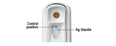 giardia-interpreting-results_ES